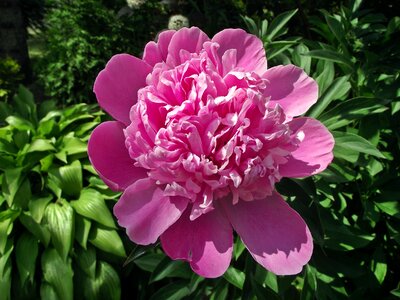 Garden nature plant