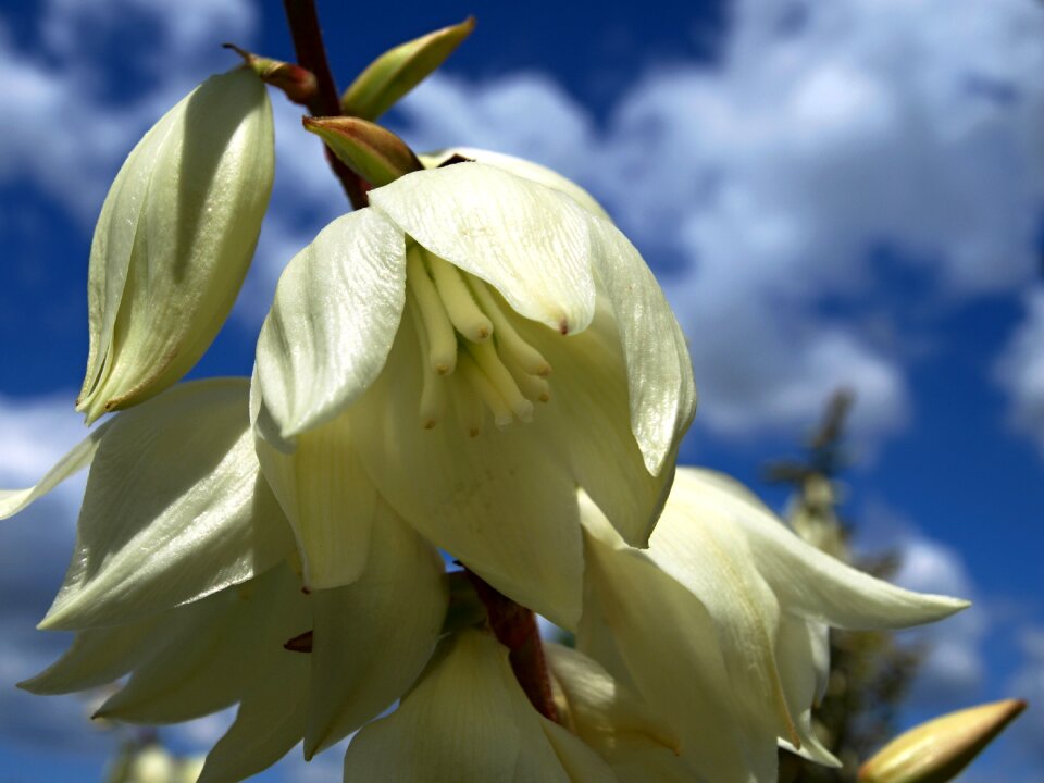 White flower the sky Free photos