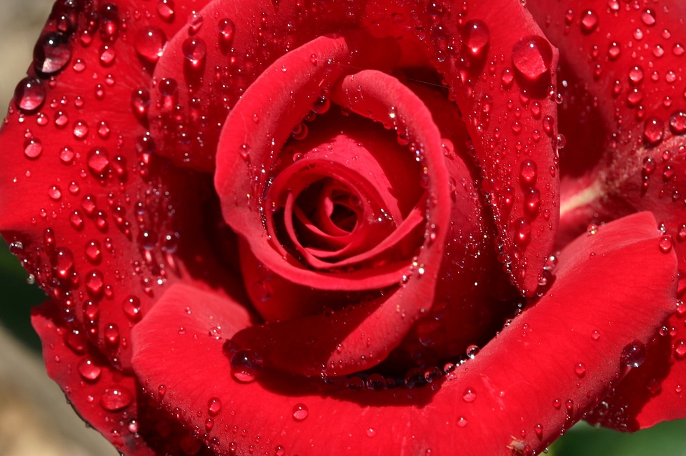Petal red rose petals