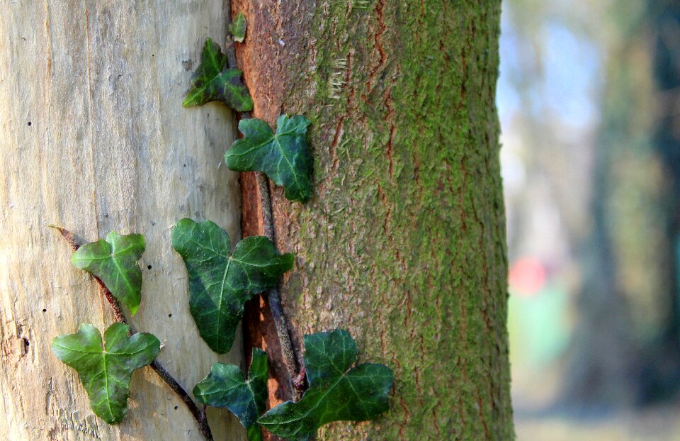 Nature leaf plant