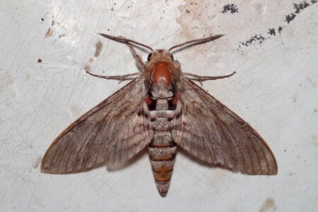Insect mol nature