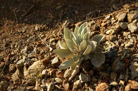 Outdoor leaves desert