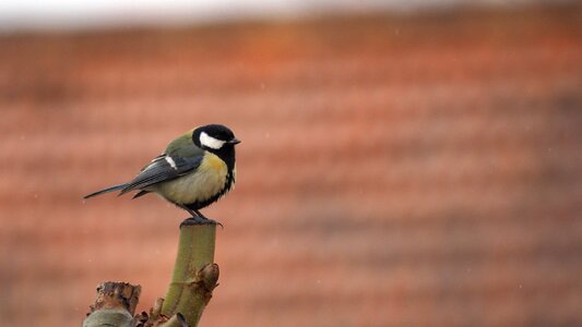 Nature bird Free photos