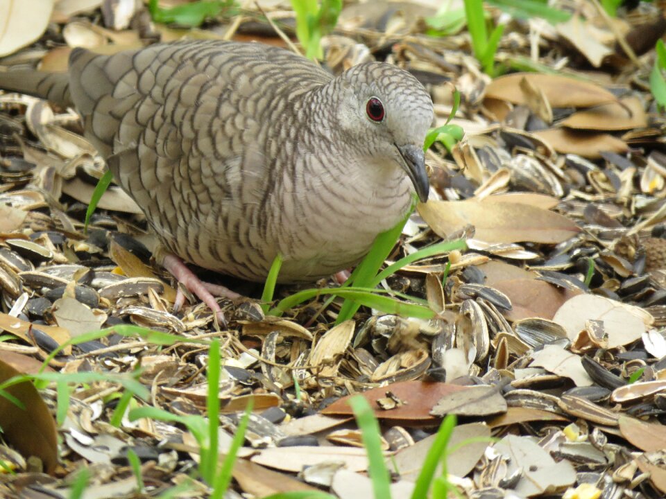 Wildlife animal outdoors
