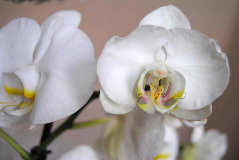 Beautiful floral petal