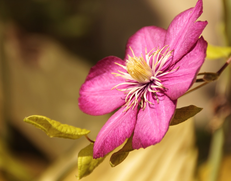 Blossom bloom nature