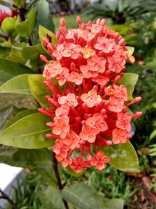 Garden leaf blooming photo