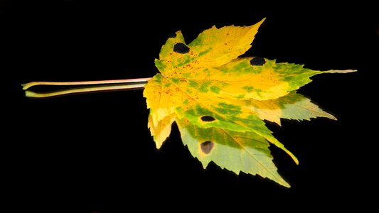 Autumn autumn leaves autumnal
