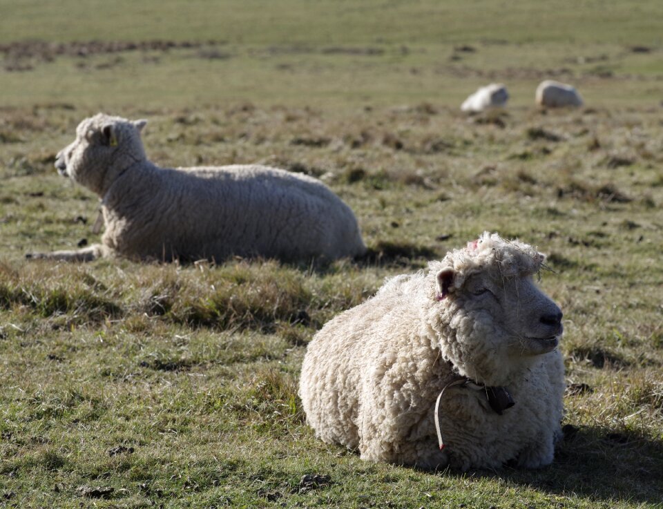 Resting seven sisters sussex