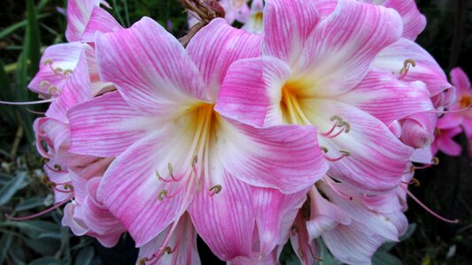 Garden pink lilies photo