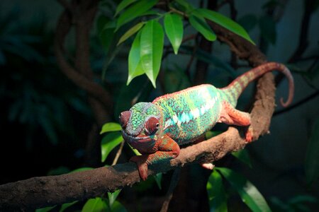 Tree tropical chameleon photo