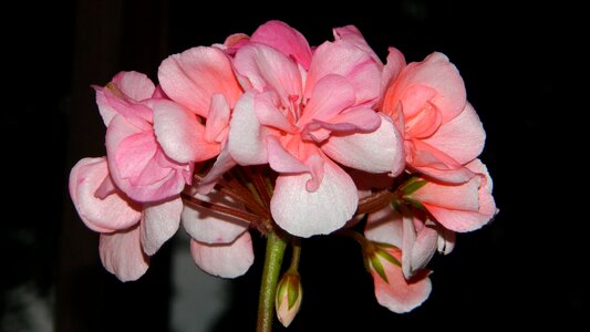 Flower pink flower plant