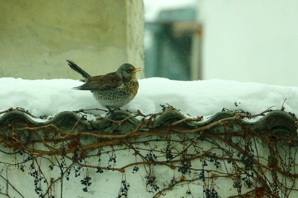 Nature winter animal world