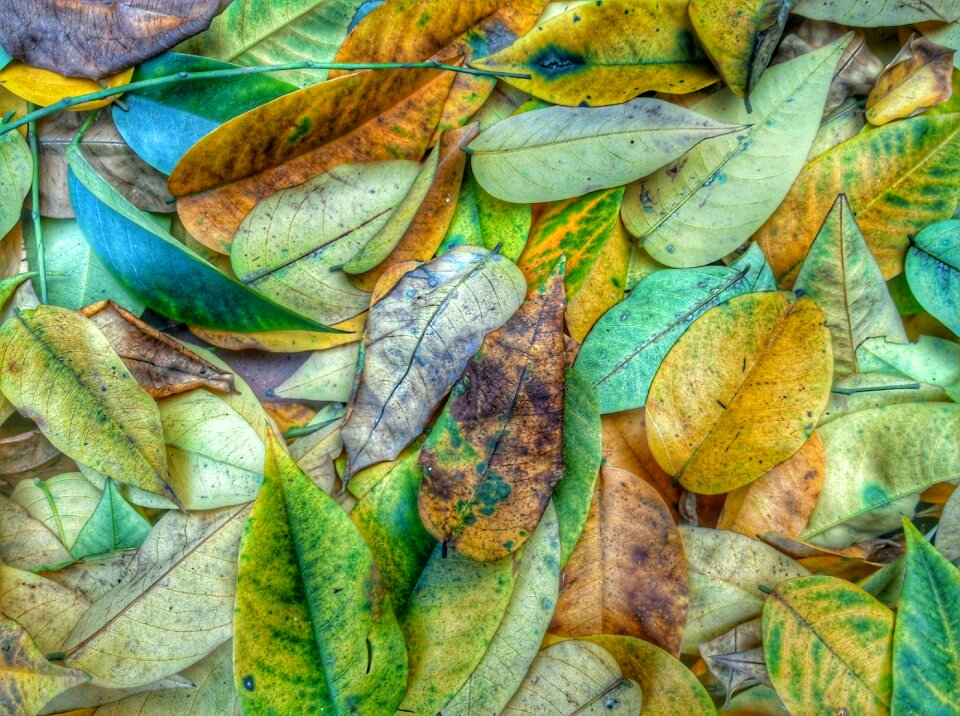 The leaves sad fraying