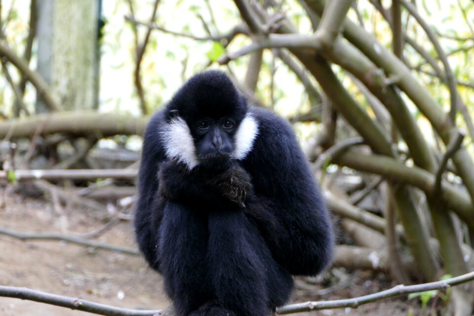 Primates wildlife animal kingdom