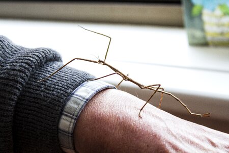 Stick insect bug photo