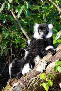 Wildlife animal outdoors