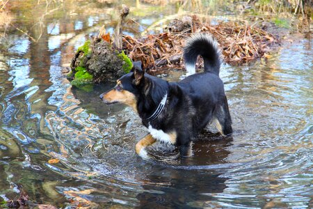 Mammal dog pond
