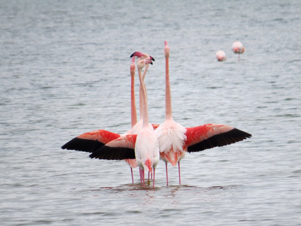 No person nature pink flamingo