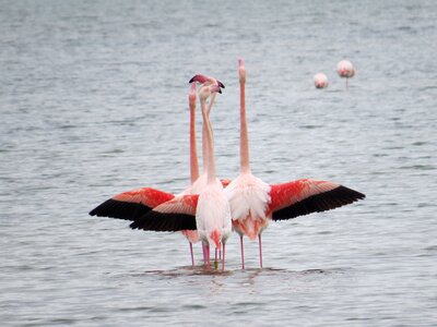 No person nature pink flamingo photo