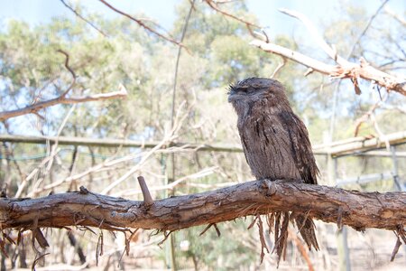 Bird fauna animal photo