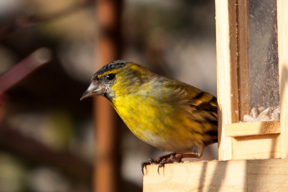 Songbird bird feeding