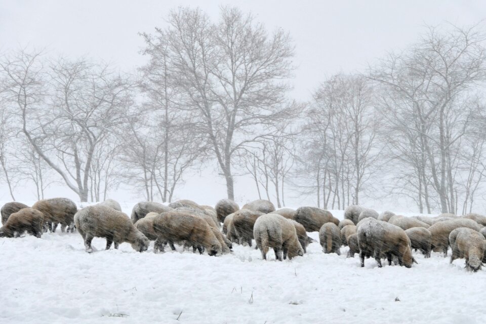 Frost frozen sheep