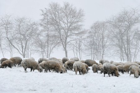 Frost frozen sheep photo