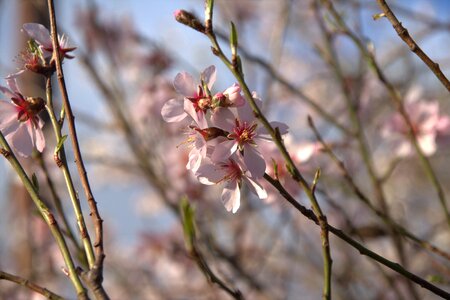 Almond inflorescences almond blossoms