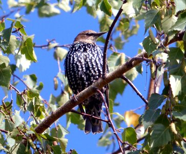 Tree starling sky