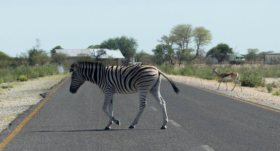 Campaign zebra crossing photo