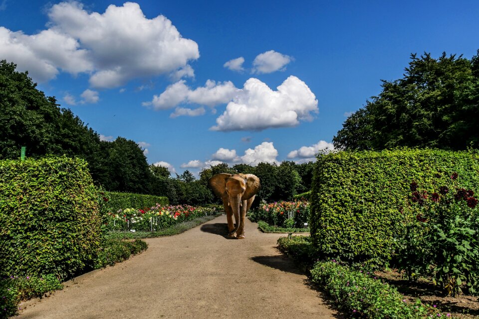 Sky elephant botanical