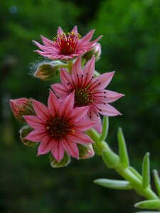 Nature alpine summer