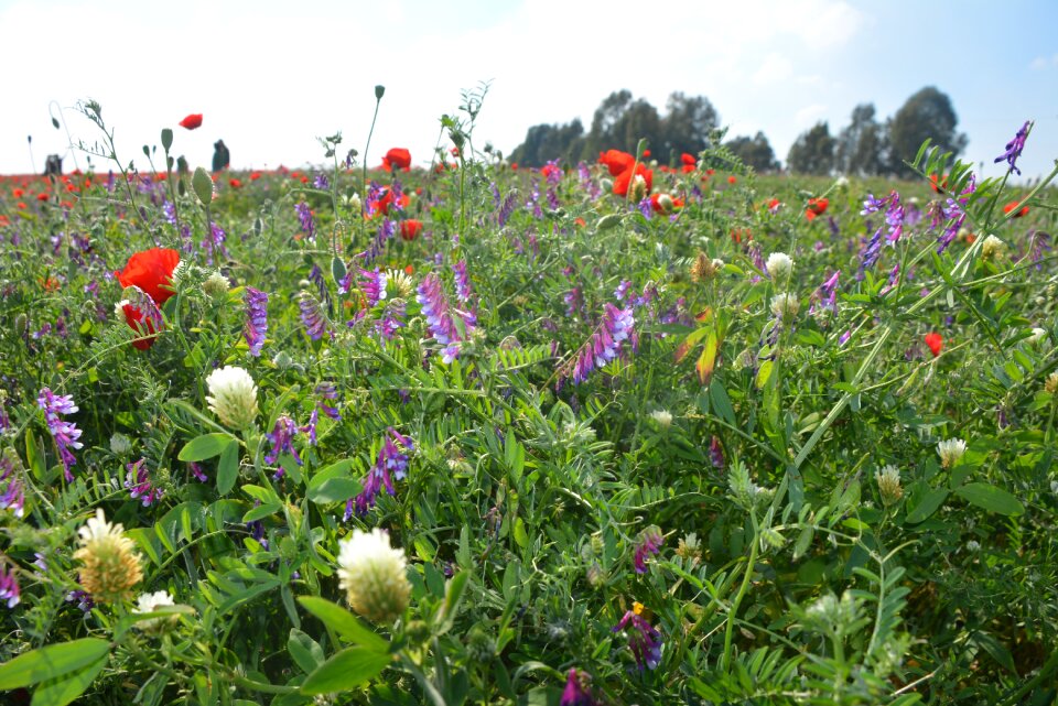 Field summer