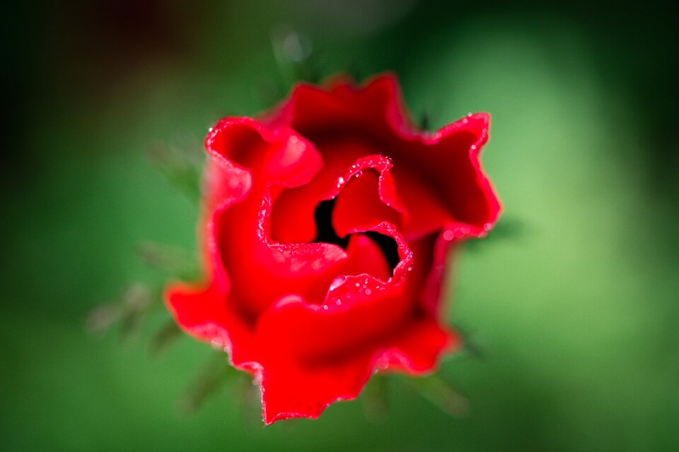 Leaf rose macro