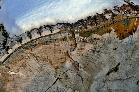 Snow tree cross-section