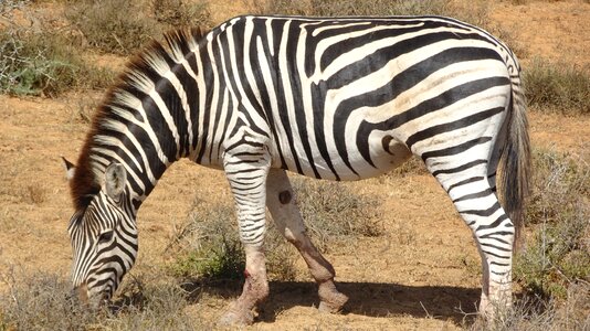 Nature animal reserve