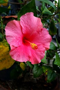 Flora nature garden