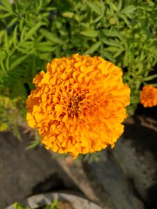 Garden spring marigold