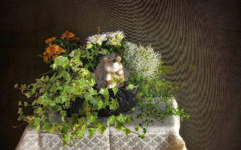Hedgehog ivy flowers