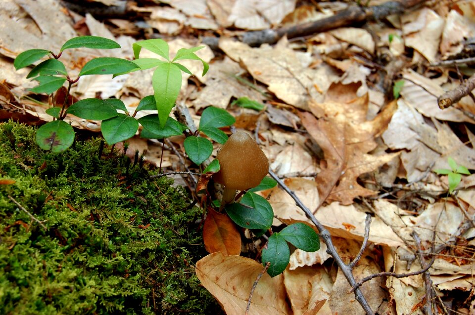 Autumn environment plant