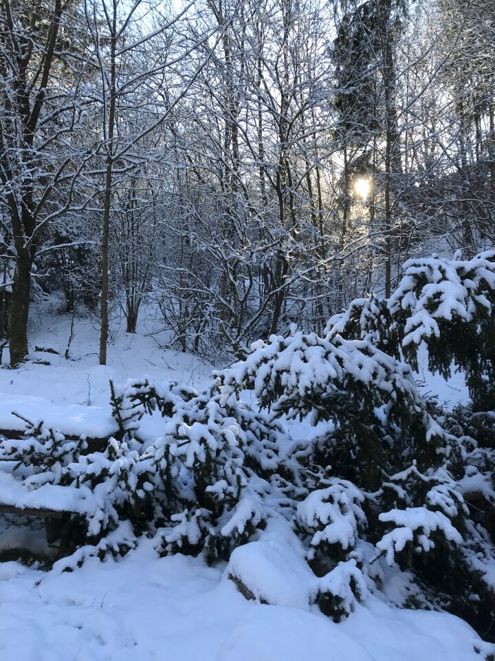 Winter cold wood