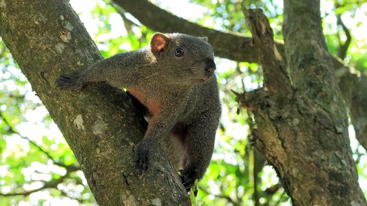 Tree red-bellied squirrel wildlife