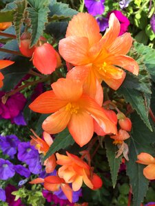 Flower nature begonia