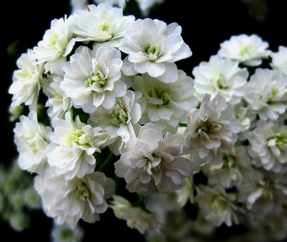 Floral plant natural