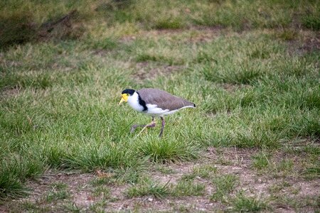 Animal outdoors photo