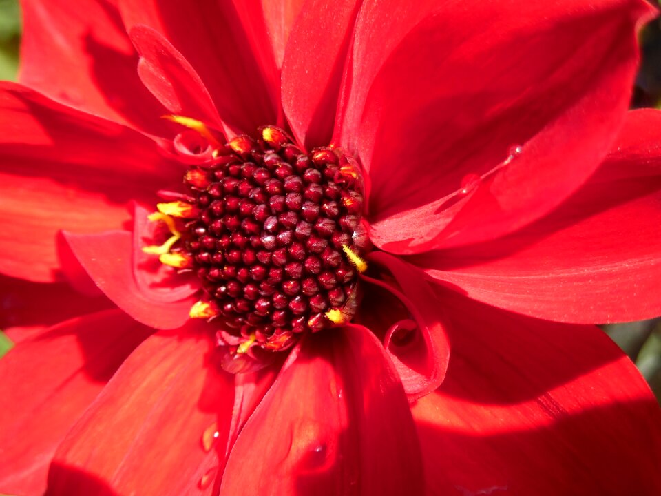 Blossom bloom flowers mid