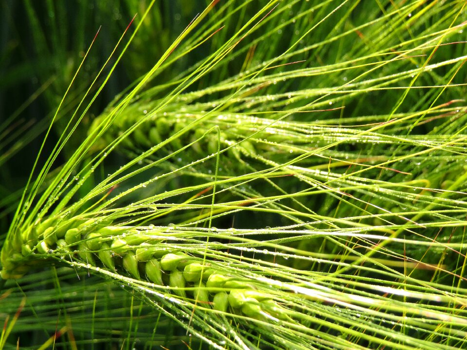 Summer field agriculture