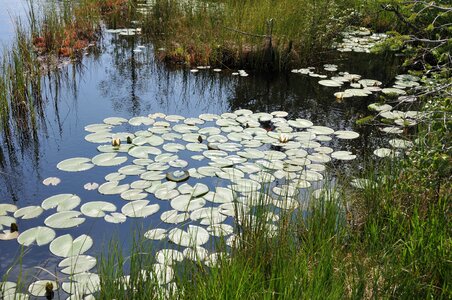 Fiemme biotope white water lily