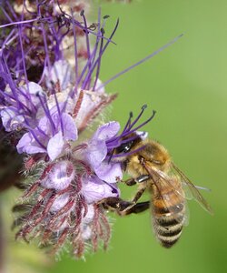 Insect nature honey